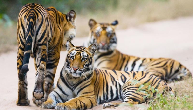 Parques Nacionales de la India