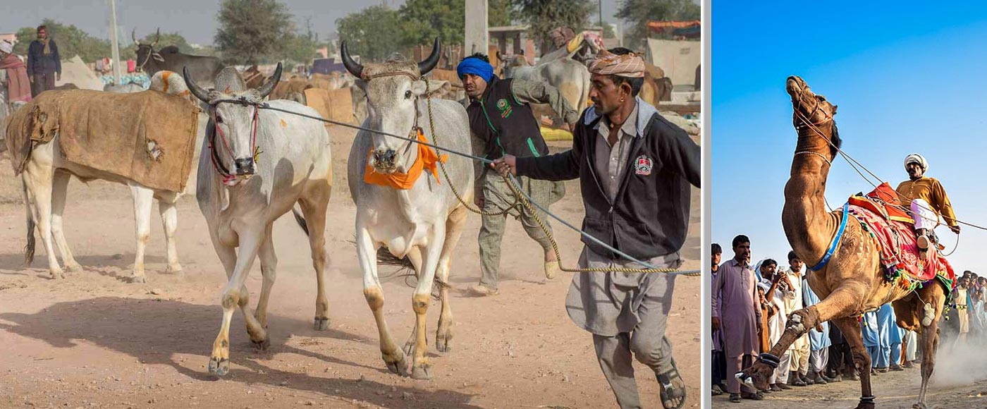 Mahendra viaggi travel