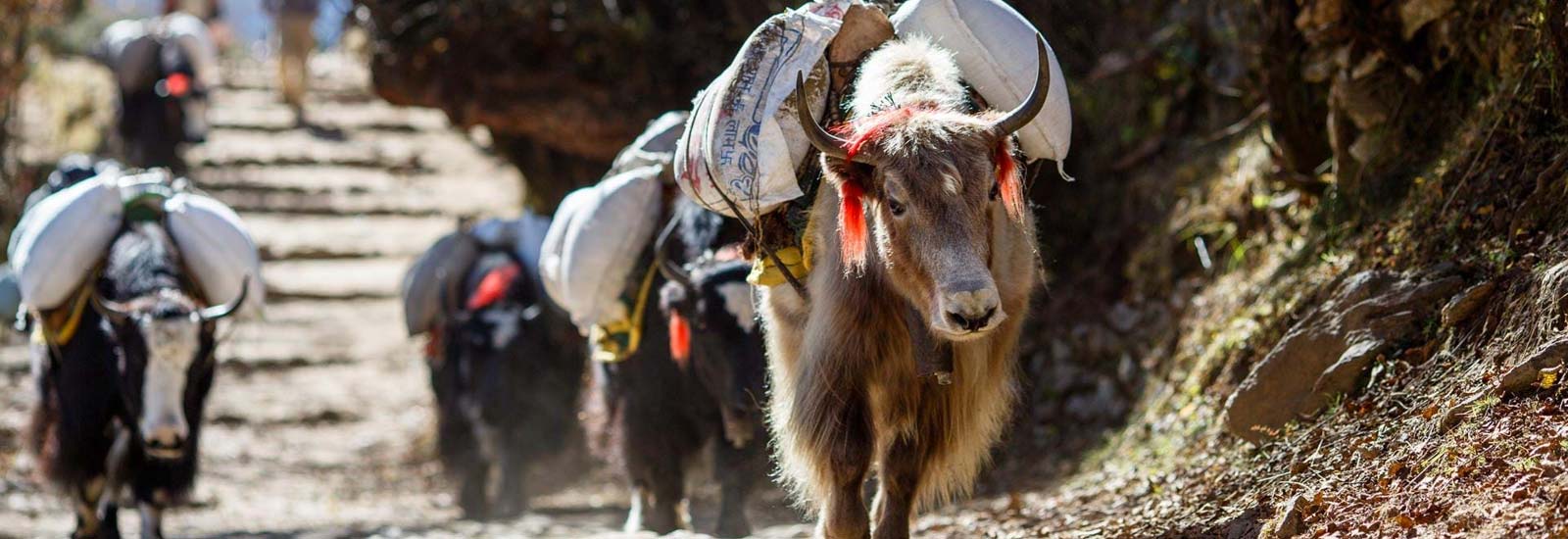 Mahendra viaggi travel