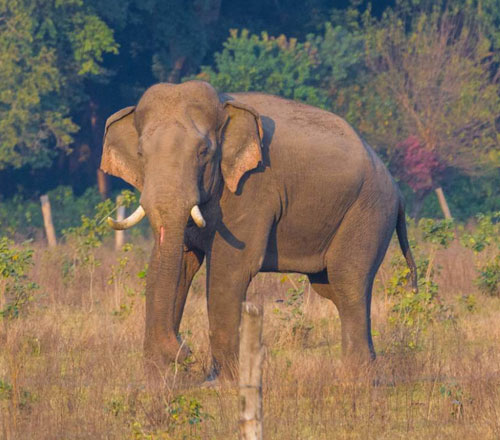 mahendra Viaggi